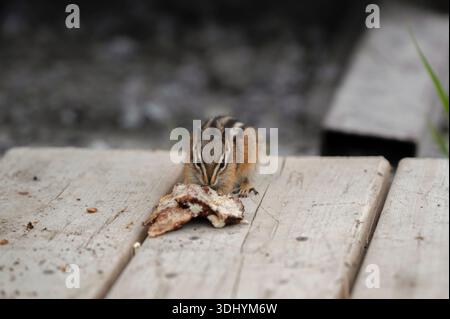 A chipmunk sits on a wooden platform, holding food in its front paws while surrounded by crumbs. Its striped fur and alert posture are clearly visible Stock Photo