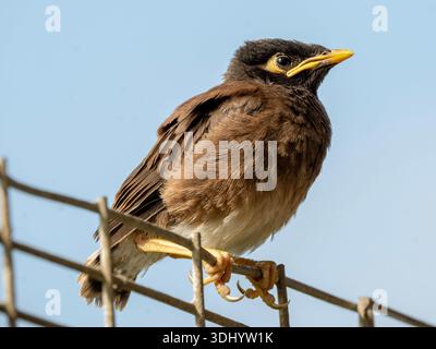 A Common Myna bird with brown plumage and a yellow beak perches alertly on a wire mesh fence against a clear, bright blue sky Stock Photo