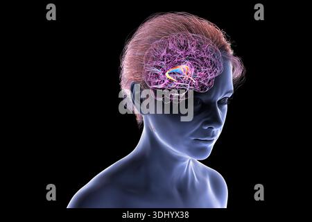Illustration of the human brain with highlighted brain fornix (orange ...