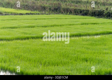 Detail view of vibrant young rice seedlings growing in a flooded terrace with clean water reflections on a bright day. Stock Photo