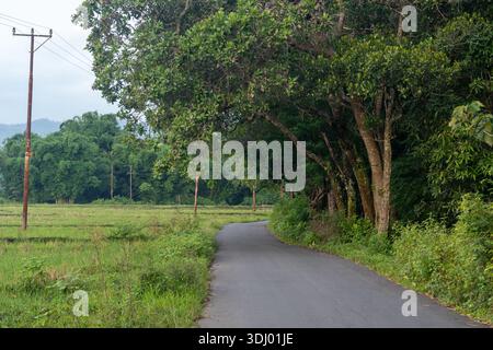 Empty countryside road winding through vibrant green paddy fields and shaded by tall leafy trees under a cloudy sky. Stock Photo