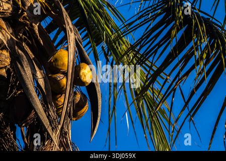 A tall coconut tree (Cocos nucifera) full of ripe coconuts against a blue sky in Brazil. Close-up of coconuts and palm fronds on a coconut palm tree. Stock Photo