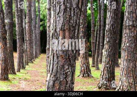 Rows of pine tree trunks with rough bark in a clean forest setting, showing symmetry and texture. Ideas for themes like forestry, botany, and sustaina Stock Photo