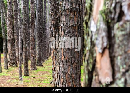 Rows of pine tree trunks with rough bark in a clean forest setting, showing symmetry and texture. Ideas for themes like forestry, botany, and sustaina Stock Photo