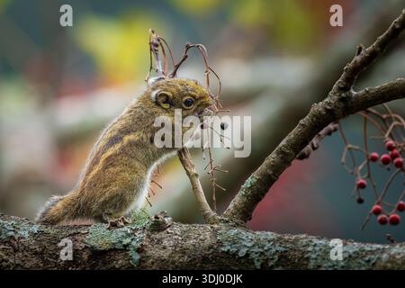 Swinhoes Striped Squirrel Taiwan Forest Scene Feeding on Fruits Stock Photo