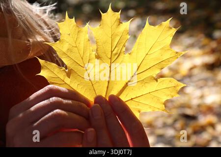 Woman hands holding a bright yellow maple leaf against a sunny autumn forest background. Golden fall sunlight illuminating the leaf veins and texture. Stock Photo
