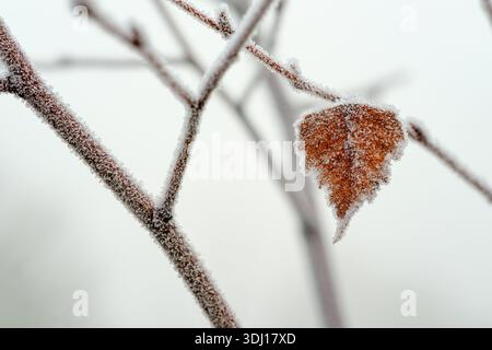 A single Autumnal orange leaf covered in white fluffy ice crystals hanging from a branch caught in the cold weather in the Uk New Forest Hampshire. Stock Photo