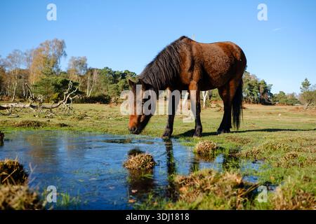 A brown New Forest Pony finds a frozen puddle to drink from on a sunny cold winters day on Heathland in the New Forest Hampshire England. Stock Photo