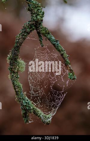 A spiderweb with Dew on made between two hand like twigs covered in Lichen giving it the look of a natural dream catcher and some what mythical Stock Photo