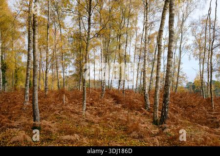 An autumnal scene with birch trees and ferns in the New Forest Hampshire England Stock Photo