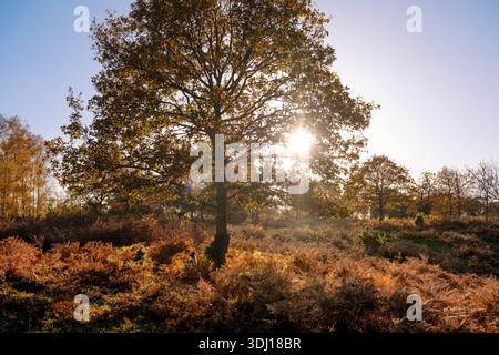 An English Springer Spaniel sat looking up an tree after chasing a squirrel in a beautiful autumnal scene backlit by sun shining through tree Stock Photo