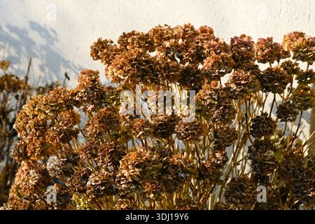 Detail of wilted hydrangea flowers in a garden in winter Stock Photo