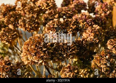Detail of wilted hydrangea flowers in a garden in winter Stock Photo