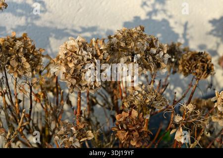 Detail of wilted hydrangea flowers in a garden in winter Stock Photo