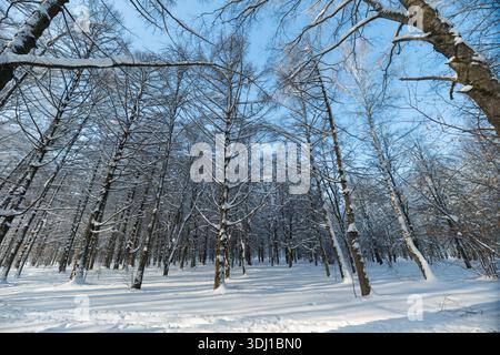 Sunlit birch grove under clear sky, soft snow cover, long tree shadows stretching across unbroken powder, crisp cold atmosphere, sparkling frost on br Stock Photo