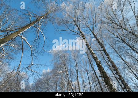 Icy birch trunks creating abstract patterns, repeating vertical lines converge toward vivid blue sky, high contrast between dark bark and bright frost Stock Photo