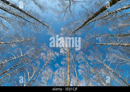 Looking upward symmetrical birch trunks pattern. Thin pale trunks with light snow, clear azure background, quiet contemplative mood, emphasis on repet Stock Photo