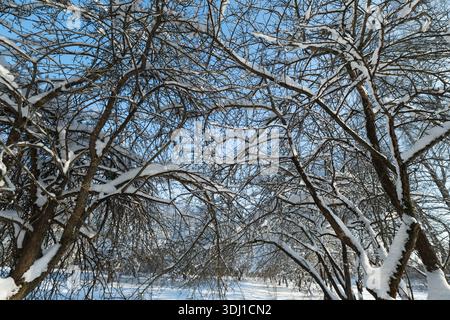 Snowladen branches create intricate sky pattern, dense network of dark limbs and white snow producing striking texture, highcontrast composition suite Stock Photo