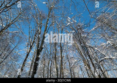 Dense snow dusted birch canopy frames vibrant blue sky, immersive low angle perspective with layered trunks and delicate snow pockets, quiet cold mood Stock Photo