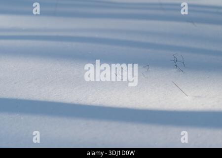 Pristine snow with broad blue shadows stretching across smooth surface, tiny dried stalks piercing powder, low winter sun creating cool highlights and Stock Photo