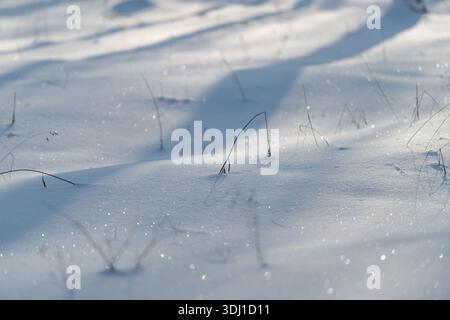Sparkling snow dotted with dried grass stalks and glittering frost, shallow depth of field creating soft bokeh, cool morning light revealing crystalli Stock Photo