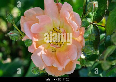 Macro shot of a beautiful peach and yellow rose flower surrounded by green leaves and rosebuds in a garden. Stock Photo