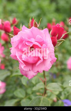 Roses. Rosa Armada, dark pink shrub rose also called Rosa 'Haruseful' in full bloom in summer. UK Stock Photo
