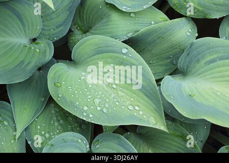 Hosta 'Paradise Joyce' plantain lily bearing characteristic  blue green leaves Stock Photo