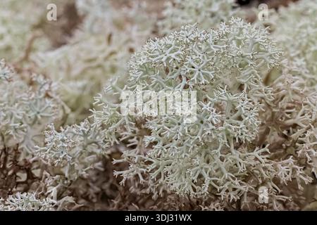 Star-tipped Reindeer Lichen, Cladonia stellaris, near Twillingate in Newfoundland, Canada Stock Photo