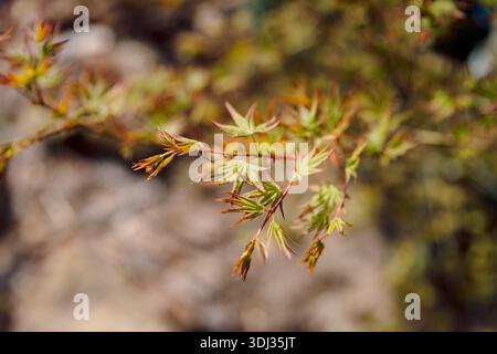 Acer palmatum. Japanese Maple foliage in spring time Stock Photo