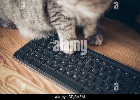Cat working on computer. Funny photo of cat paws typing, texting or pressing buttons on a laptop keyboard Stock Photo