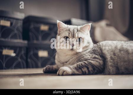 Fluffy british gray cat sitting on the floor. Beautiful purebred long haired kitty on the hardwood floor in living room. Close up, copy space, white w Stock Photo