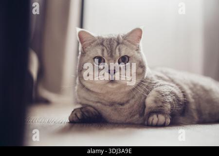Blue tabby British Shorthair cat with orange eyes, grey cat relaxing on the floor of the house, handsome young cat posing and looking sideways. Stock Photo