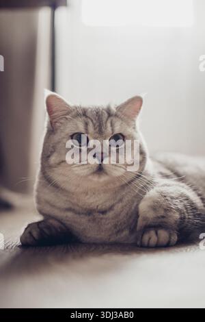 Blue tabby British Shorthair cat with orange eyes, grey cat relaxing on the floor of the house, handsome young cat posing and looking sideways. Stock Photo