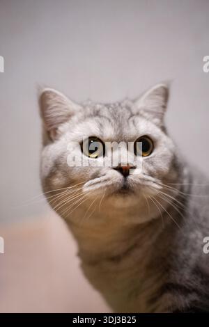 Blue tabby British Shorthair cat with orange eyes, grey cat relaxing on the floor of the house, handsome young cat posing and looking sideways. Stock Photo