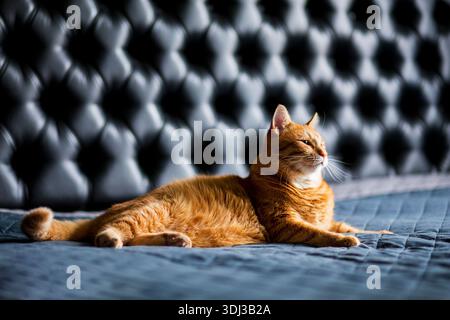 Portrait of a red pedigreed cat sleeping with his paw stretched forward on a black duvet, side view close-up with a blurred background. The concept ca Stock Photo