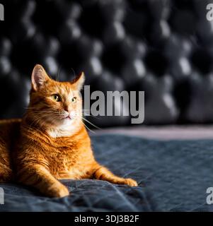 Funny Portrait of Happy funny Ginger Cat Gazing misunderstanding and big eyes on Black Background. Lazy fat cat laying in bedroom in the morning Stock Photo