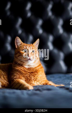 Adorable Portrait of Ginger Cat on Black Background, profile view. Red kitten laying on bed blanked well-fed and relaxing Stock Photo