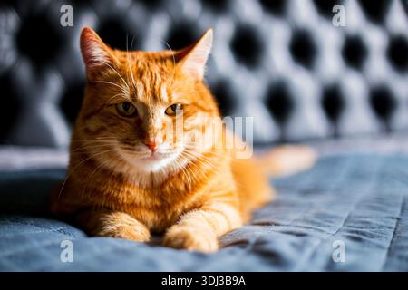 Adorable Portrait of Ginger Cat on Black Background, profile view. Red kitten laying on bed blanked well-fed and relaxing Stock Photo