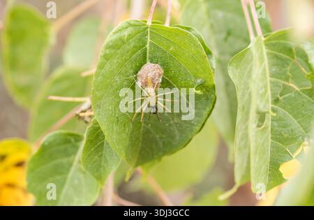 Female Green Lynx spider (Peucelia sp.) on a web with eggs in the Sierra Juarez, Mexico Stock Photo