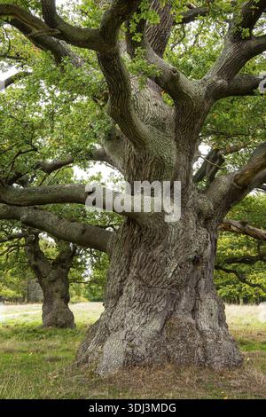 Old oak (Quercus), tree, Klamptenborg, Copenhagen, Denmark Stock Photo
