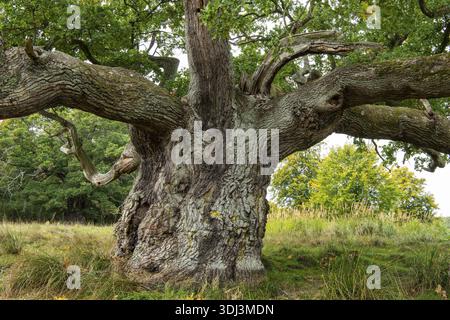 Old oak (Quercus), tree, Klamptenborg, Copenhagen, Denmark Stock Photo
