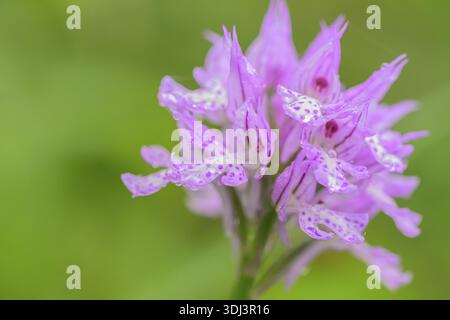 Intricate flower blooms in pink, highlighted by dew drops, with a soft green blur, dactylorhiza maculata, Italy Stock Photo