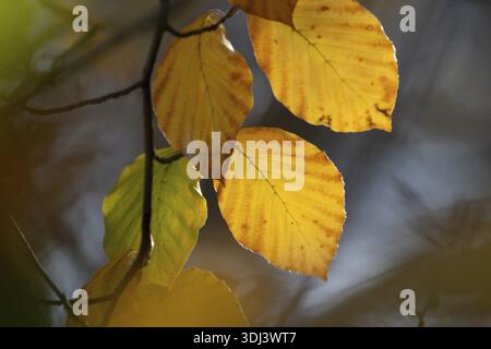 Three yellow leaves casting shadows, hanging on branches in natural autumn light, autumn, beech (Fagus sylvatica), Cologne, North Rhine-Westphalia, Ge Stock Photo
