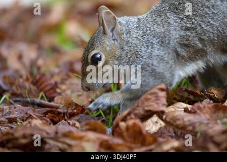 Grey squirrel (Sciurus carolinensis) adult animal searching for food amongst fallen tree leaves in autumn, England, United Kingdom Stock Photo