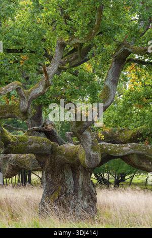 Old oak (Quercus), tree, Klamptenborg, Copenhagen, Denmark Stock Photo