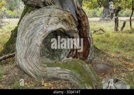 Old oak (Quercus), tree, Klamptenborg, Copenhagen, Denmark Stock Photo