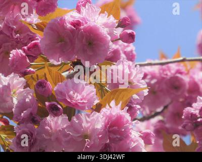Pink cherry blossoms and buds against a bright blue sky with orange leaves Stock Photo