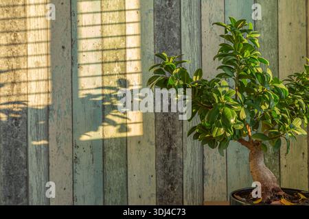 Sunlit bonsai on wooden surface with textured wall and blinds, blending nature and cozy interior charm. Stock Photo