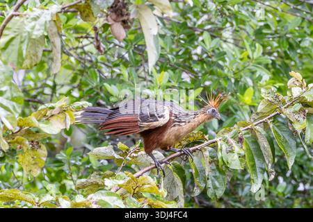 Hoatzin (Opisthocomus hoazin).  Adult bird in a tree at Sacha Lodge, Ecuador. Stock Photo